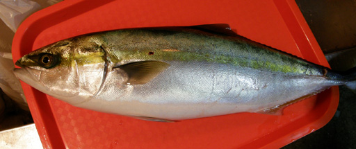 yazu01.JPG
